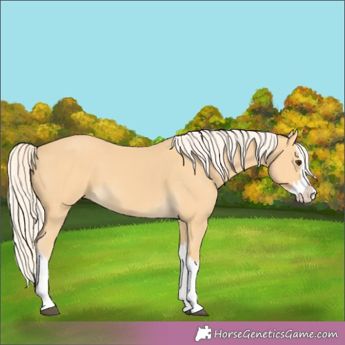 Horse Color:Palomino Splash 