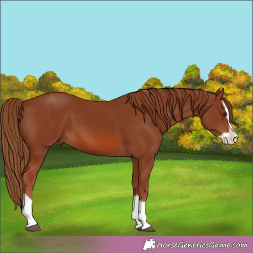 Horse Color: Chestnut Splash 
