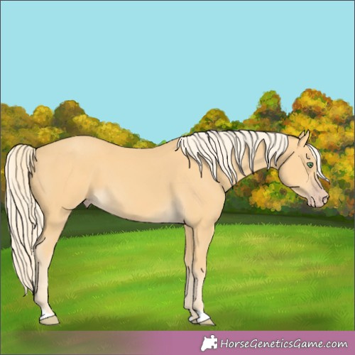 Horse Color:Gold Cream Champagne