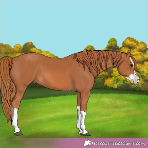 Horse Color:Chestnut Splash 