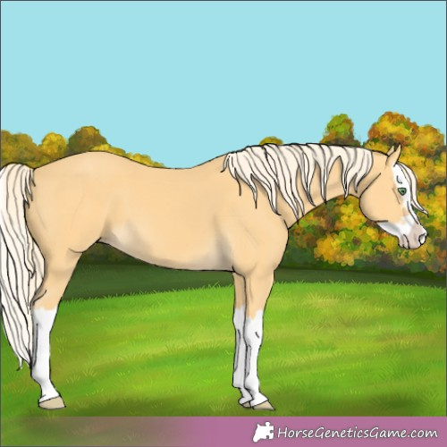 Horse Color: Gold Cream Champagne Splash 