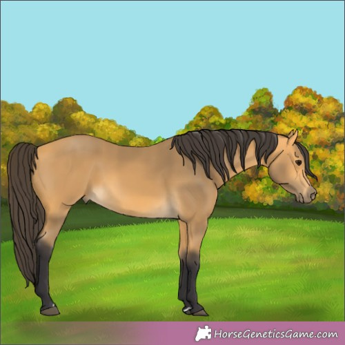 Horse Color: Buckskin 
