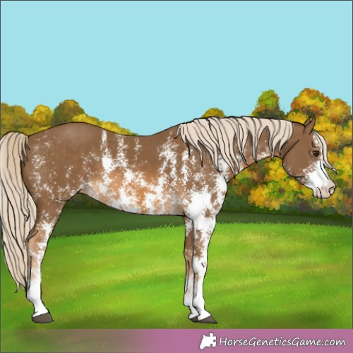 Horse Color:Chocolate Palomino Sabino Appaloosa Rabicano 