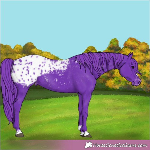 Horse Color:Watercolor Black Appaloosa Rabicano 