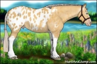 Horse Color:Gray Silver Amber Cream Champagne Roan Dun Splash Tobiano Frame Appaloosa Rabicano 