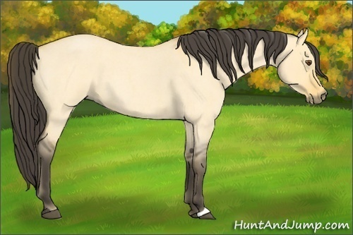 Horse Color:Buckskin Roan Dun