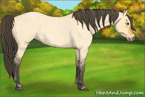 Horse Color:Buckskin Roan Dun
