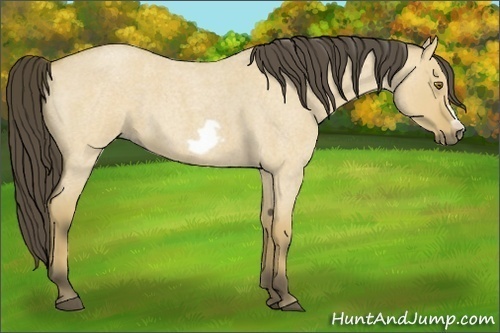 Horse Color:Buckskin Roan Dun Frame 