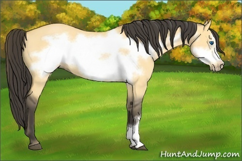 Horse Color:Buckskin Roan Dun Frame 