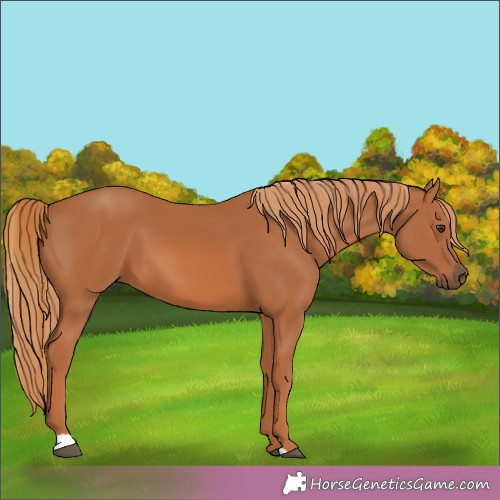 Horse Color:Chestnut 