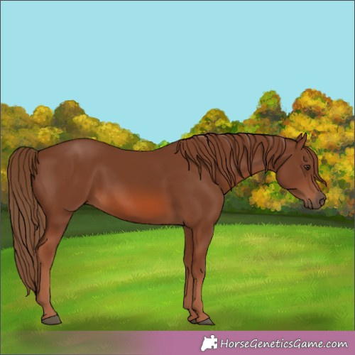Horse Color:Chestnut 