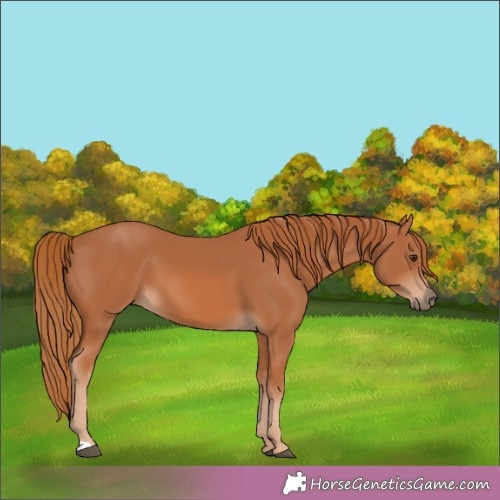 Horse Color:Chestnut 