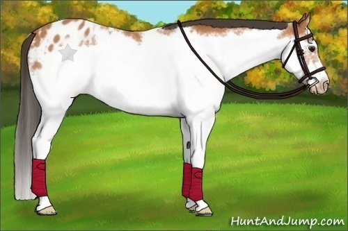 Horse Color:Bay Sabino Splash Frame Blanket Rabicano