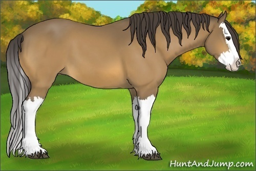 Horse Color:Buckskin Splash 