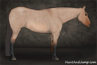 Horse Color:Bay Roan Dun 