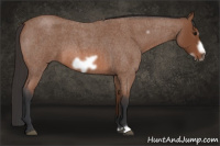 Horse Color:Bay Roan Frame 