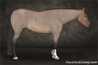 Horse Color:Brown Roan Dun 
