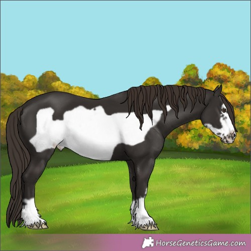 Horse Color: Liver Chestnut Frame 