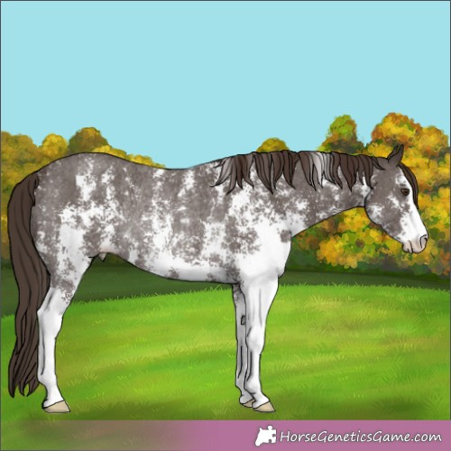 Horse Color: Liver Chestnut Sabino Rabicano 