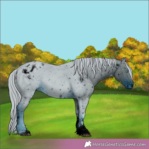 Horse Color:ERROR: UNKNOWN ANOMALY