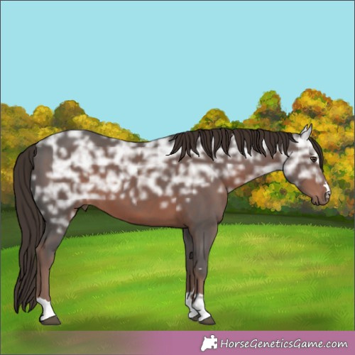 Horse Color:Liver Chestnut Ice 