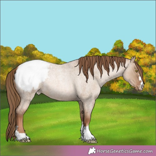 Horse Color:Liver Red Dun Roan Pearl Appaloosa 