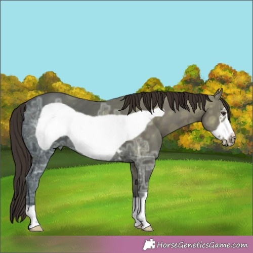 Horse Color:Liver Chestnut Ice Frame 