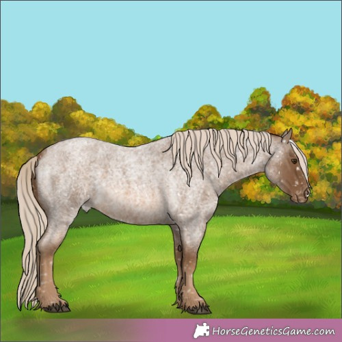 Horse Color:Chocolate Palomino Roan Appaloosa 