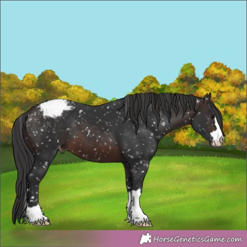 Horse Color:Brown Appaloosa 