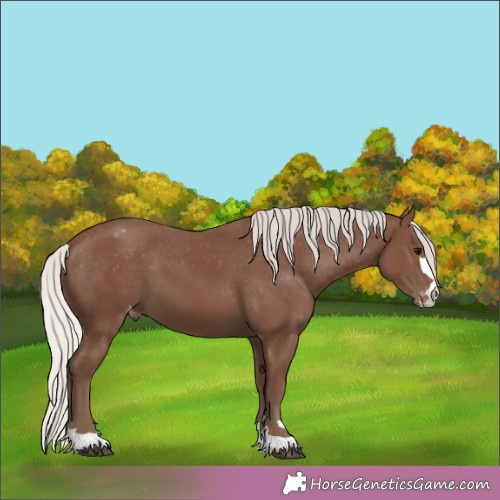 Horse Color:Silver Black Appaloosa 
