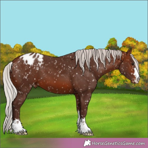 Horse Color:Silver Brown Appaloosa 