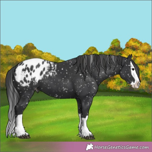 Horse Color:Black Splash Appaloosa 