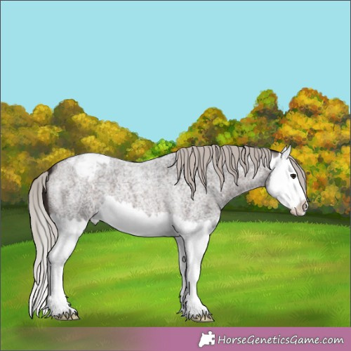 Horse Color:Silver Brown Roan Splash Appaloosa 