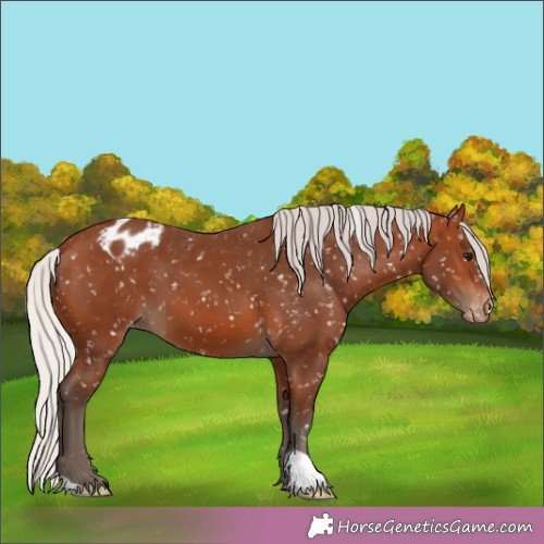 Horse Color:Silver Brown Appaloosa 