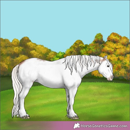 Horse Color:White Spotted Silver Brown Splash Appaloosa 