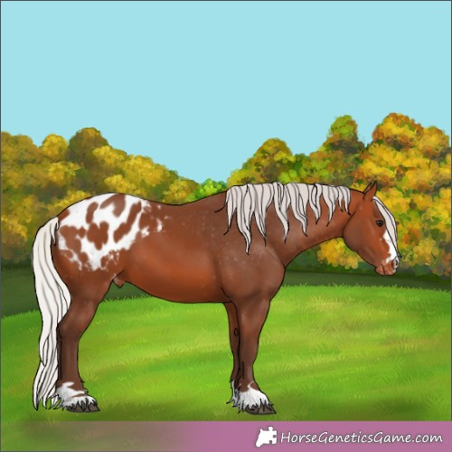 Horse Color:Silver Brown Appaloosa 