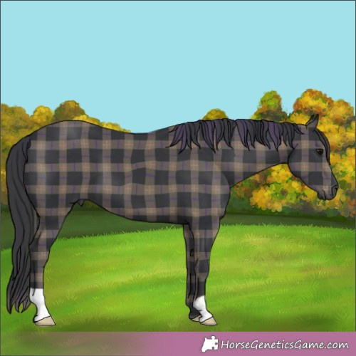 Horse Color:Plaid  Black 