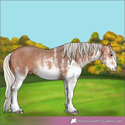 Horse Color:White Spotted Silver Bay Rabicano 