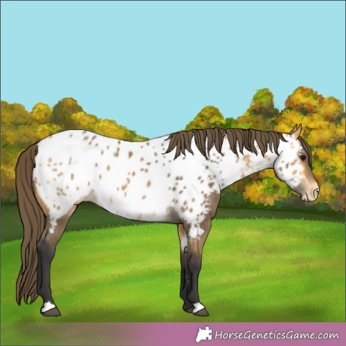 Horse Color:Buckskin Appaloosa 