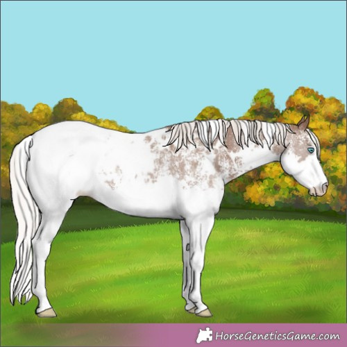 Horse Color:White Spotted Silver Black Splash Appaloosa Rabicano 