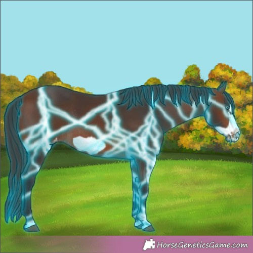 Horse Color:Thunderstruck Brown Frame Appaloosa Rabicano 