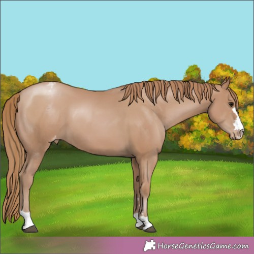 Horse Color:Black Pearl Appaloosa 