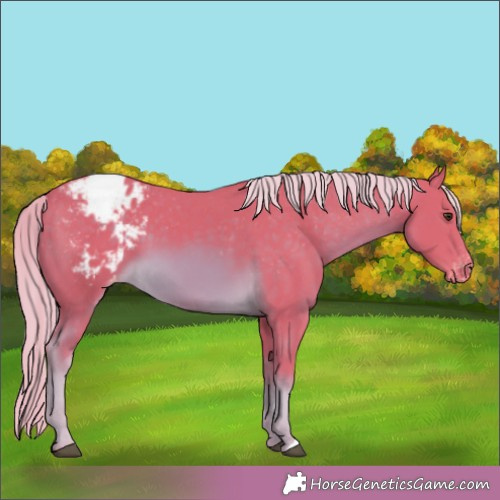 Horse Color:Watercolor Chocolate Palomino Appaloosa 