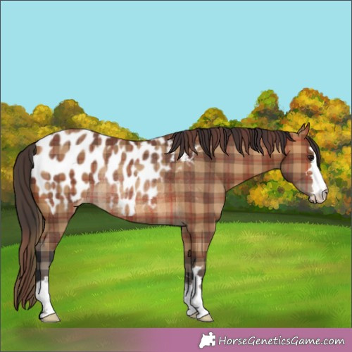 Horse Color:Plaid  Brown Appaloosa Rabicano 