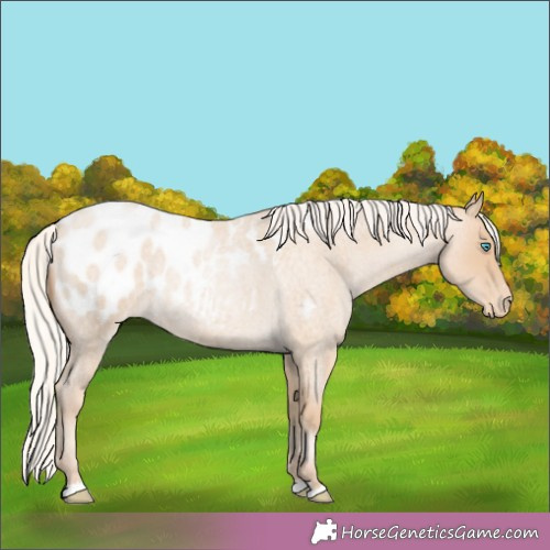 Horse Color:Silver Smoky Blue Roan Pearl Appaloosa 