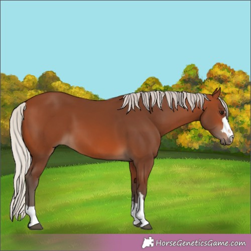Horse Color:Silver Brown Rabicano 