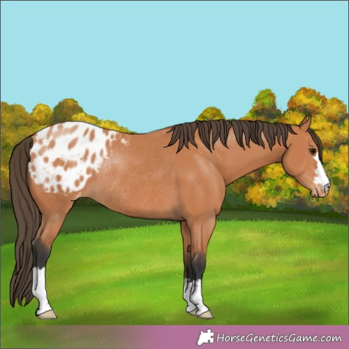 Horse Color:Bay Appaloosa Rabicano 