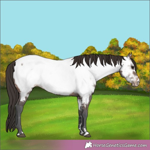 Horse Color:Brown Ice Appaloosa 