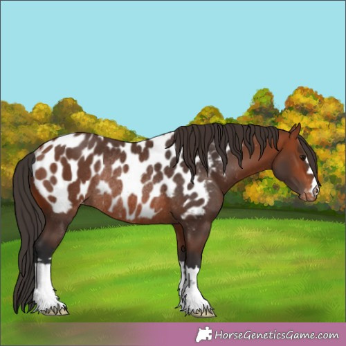 Horse Color:Bay Appaloosa Rabicano 