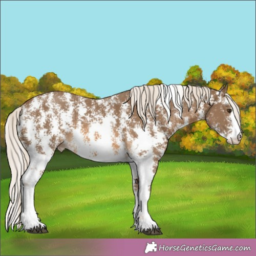 Horse Color:Chocolate Palomino Sabino 
